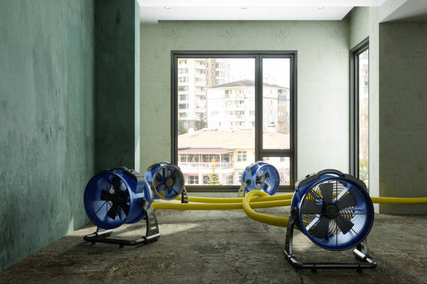 Best Basement water damage restoration  in La Harpe, IL
